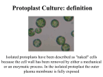 Protoplast Culture: definition