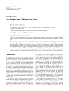 Hox Targets and Cellular Functions