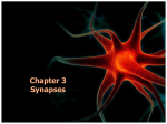 Chapter 3 Synapses