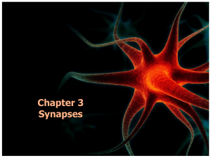 Chapter 3 Synapses