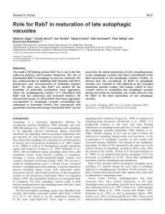 Role for Rab7 in maturation of late autophagic vacuoles
