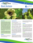 Black Henbane - Rocky View County