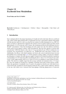 Erythroid Iron Metabolism