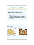 Synapses and Integration