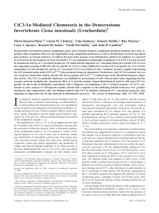 CiC3-1a-Mediated Chemotaxis in the Deuterostome Invertebrate