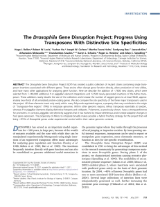 The Drosophila Gene Disruption Project: Progress