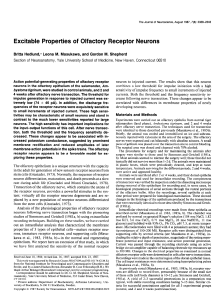 Excitable Properties of Olfactory Receptor Neurons
