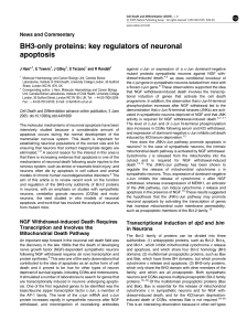 BH3-only proteins: key regulators of neuronal apoptosis