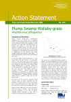 Plump Swamp Wallaby-grass (Amphibromus