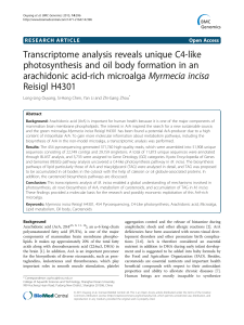 Transcriptome analysis reveals unique C4