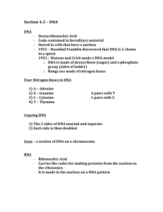 Section 4.3 – DNA