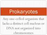 Any one-celled organism that lacks a distinct cell nucleus or DNA