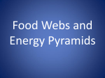 Food Webs, and Energy