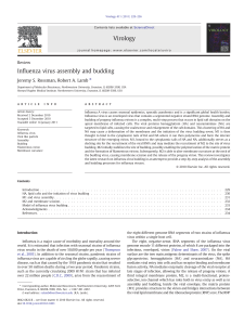 Influenza virus assembly and budding