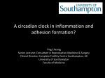 A circadian clock in inflammation and adhesion formation?