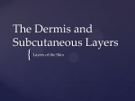 The Dermis and Subcutaneous Layers