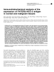 Immunohistochemical analysis of the expression of FATE