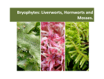 Bryophytes: Liverworts, Hornworts and Mosses.