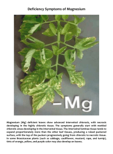 Deficiency Symptoms of Magnesium