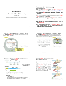 M1 - Biochemistry Transcription III / mRNA Processing