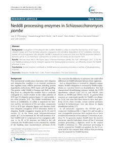 Nedd8 processing enzymes inSchizosaccharomyces pombe