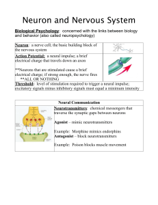 neuron and nervous system