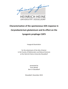 Characterization of the spontaneous SOS response in