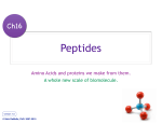 Ch16b: Peptides