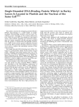 Single-Stranded DNA-Binding Protein Whirly1 in