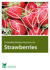 Controlled release nutrition for strawberries - Haifa