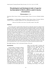 Morphological and histological study of superior lacrimal gland of