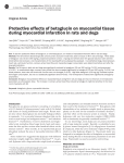 Protective effects of betaglucin on myocardial tissue during