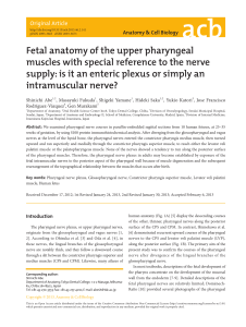 Fetal anatomy of the upper pharyngeal muscles with special