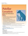 Patellar Luxation - Glendale Animal Hospital