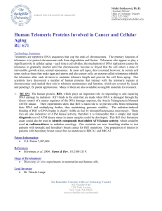 Human Telomeric Proteins Involved in Cancer and Cellular Aging