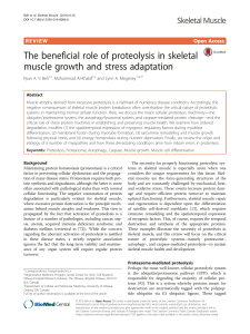 The beneficial role of proteolysis in skeletal muscle growth and