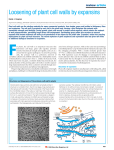 Loosening of plant cell walls by expansins