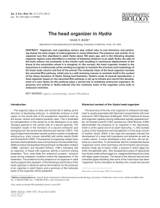 The head organizer in Hydra