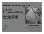Developmental biology 2008 Lecture 3