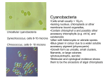 Cyanobacteria - U of L Class Index