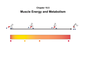 Muscle Energy and Metabolism