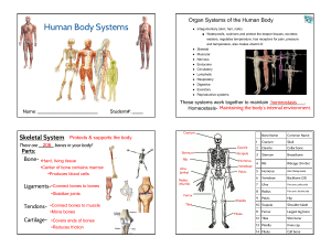 Human Body Systems - New Hartford Central Schools