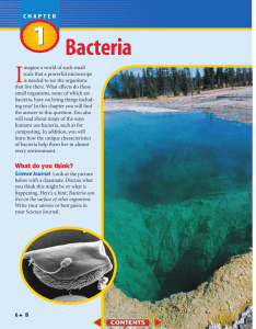 B: Chapter 1: Bacteria