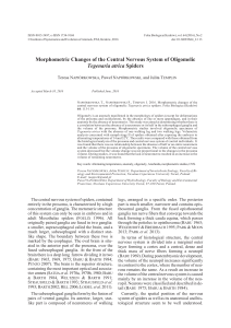 Morphometric changes of the central nervous system of