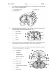 Study Guide 3 Brain