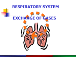 respiratory system exchange of gases