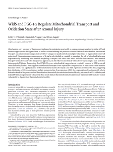 WldS and PGC-1 Regulate Mitochondrial Transport and Oxidation