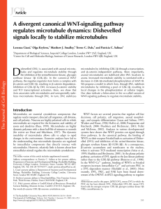 A divergent canonical WNT-signaling pathway