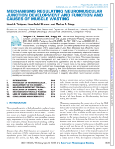 mechanisms regulating neuromuscular junction development and