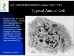 Animal Cell Electronmicrographs